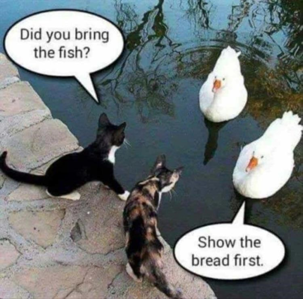 Two cats negotiating with two ducks